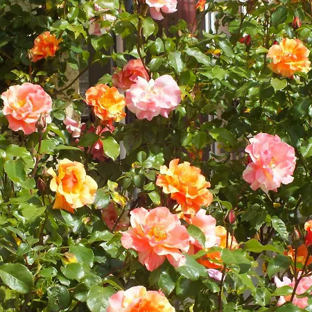 Frühstückspension Des Chenes